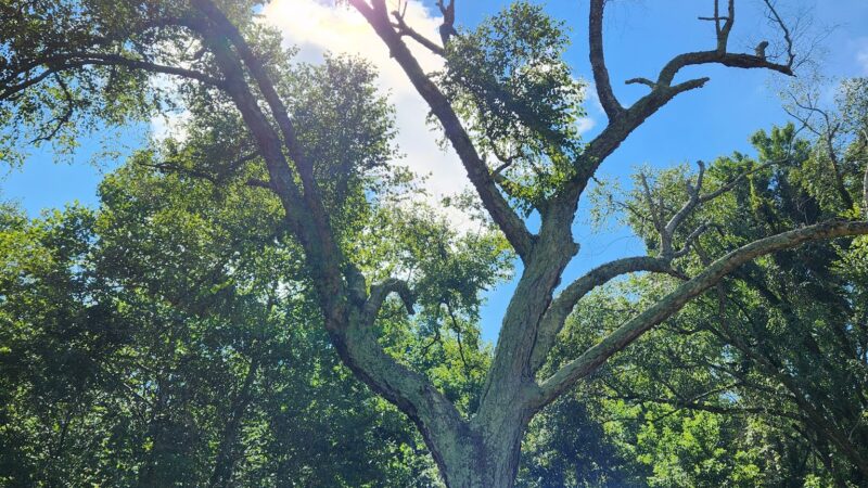 Grove Park - Danville, VA