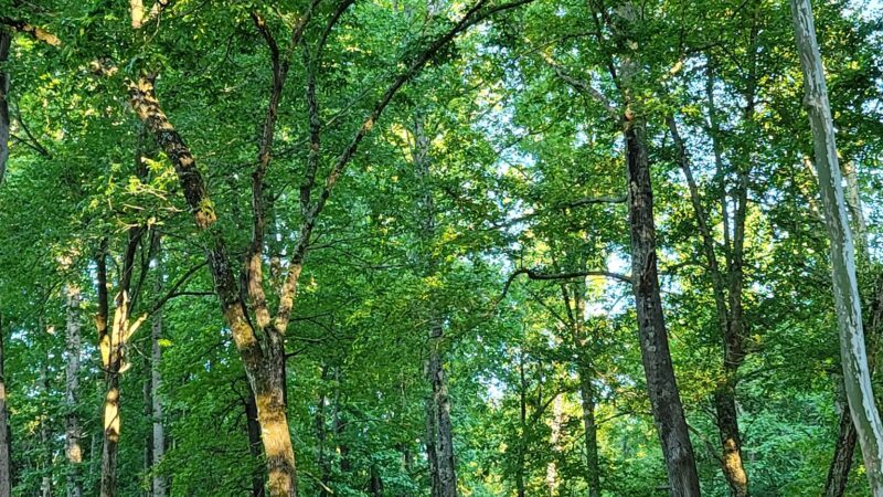 Druid Hills Park - Danville, VA