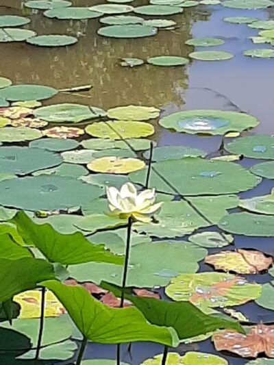 Evans Park - Danville, VA