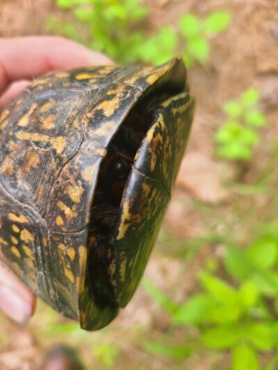 Evans Park - Danville, VA