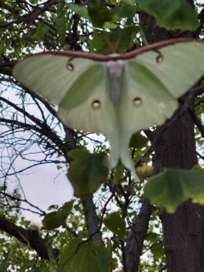 Old School Park - Darlington, IN