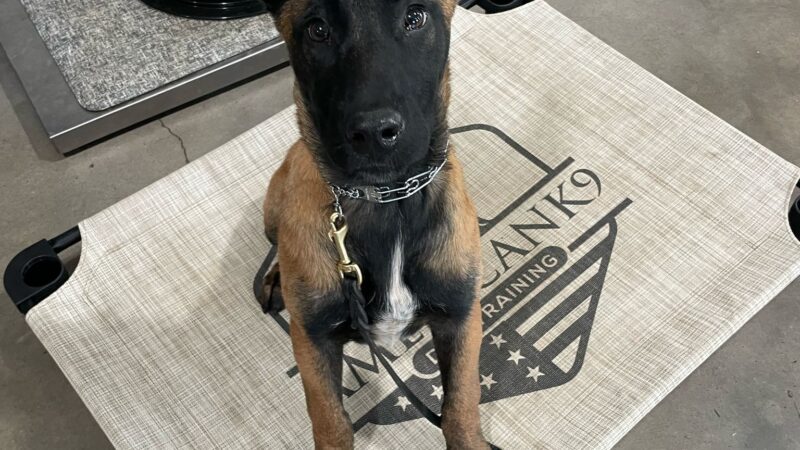 AmericanK9 Dog Training, LLC - Davidsonville, MD