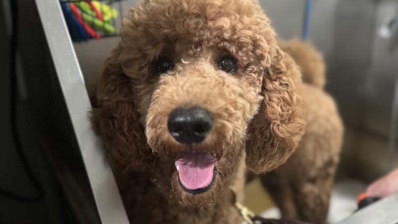 AmericanK9 Dog Training, LLC - Davidsonville, MD