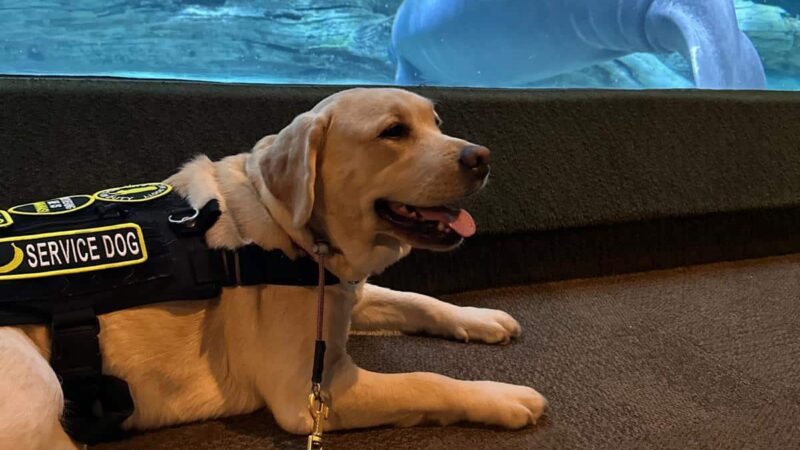 AmericanK9 Dog Training, LLC - Davidsonville, MD