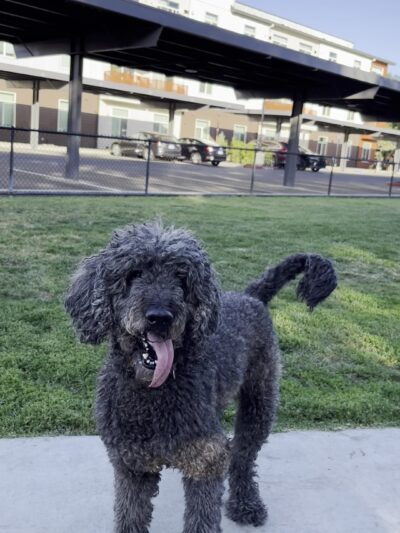 Cannery Dog Park - Davis, CA