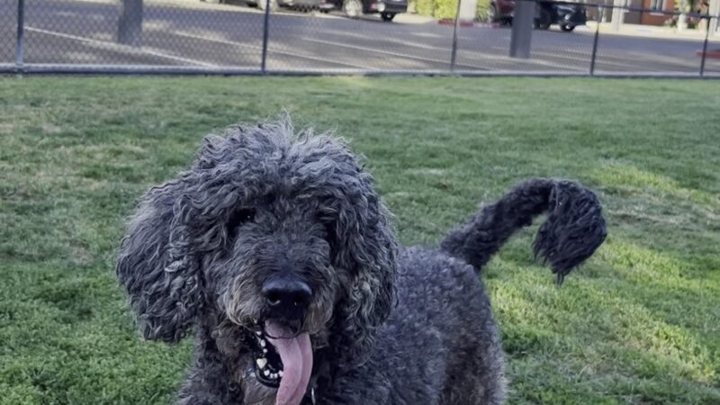 Cannery Dog Park - Davis, CA