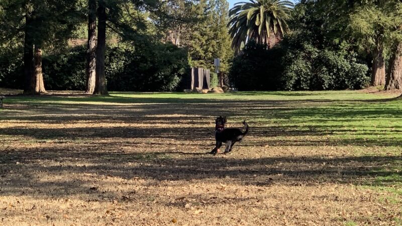 Offleash Dog Area - Davis, CA