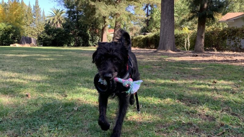 Offleash Dog Area - Davis, CA