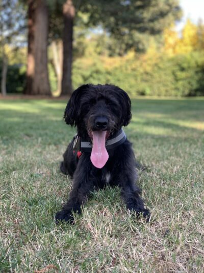 Offleash Dog Area - Davis, CA