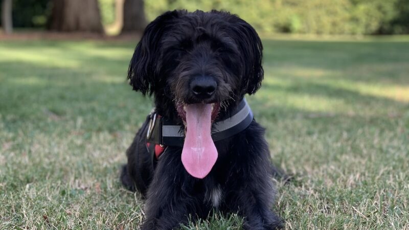 Offleash Dog Area - Davis, CA