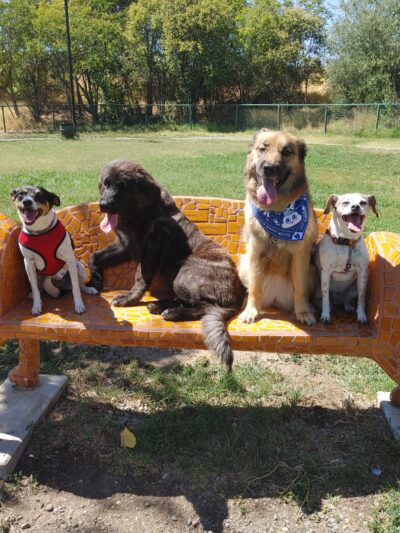 Toad Hollow Dog Park - Davis, CA