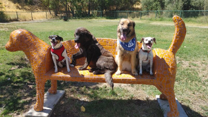 Toad Hollow Dog Park - Davis, CA