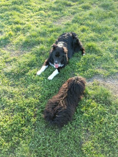 Toad Hollow Dog Park - Davis, CA