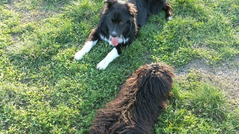 Toad Hollow Dog Park - Davis, CA