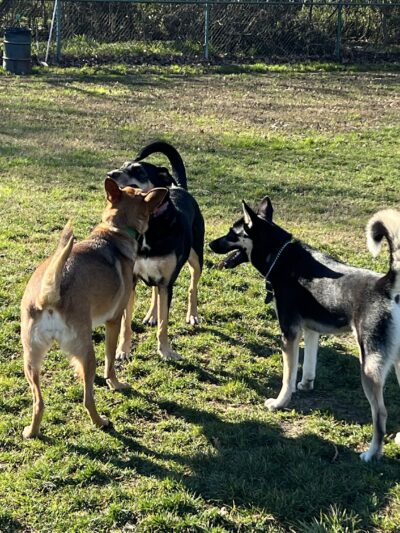 Toad Hollow Dog Park - Davis, CA