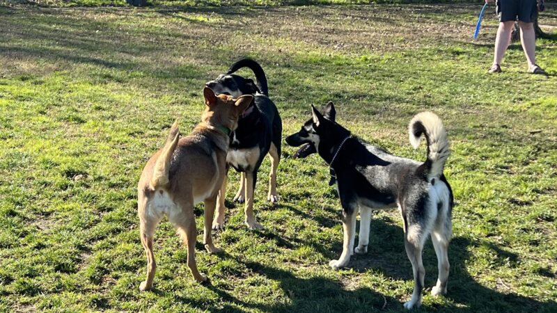 Toad Hollow Dog Park - Davis, CA