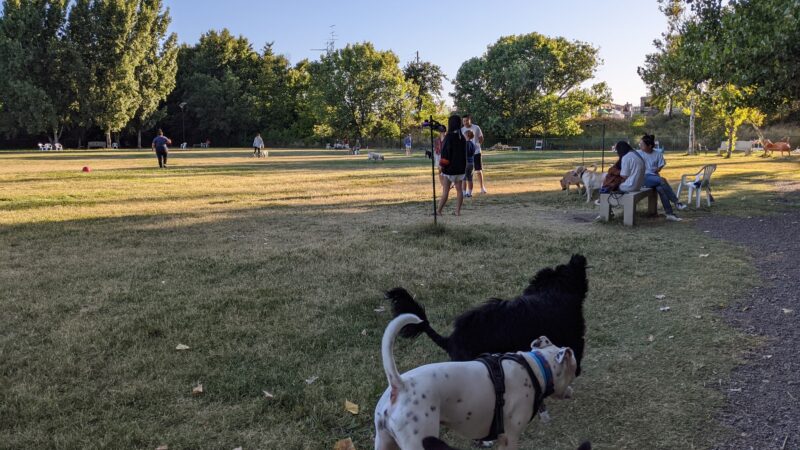 Toad Hollow Dog Park - Davis, CA