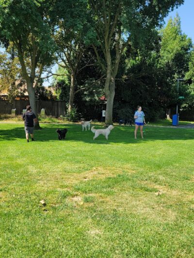 Walnut Park Unfenced Offleash Dog Area - Davis, CA