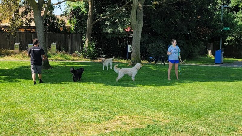 Walnut Park Unfenced Offleash Dog Area - Davis, CA