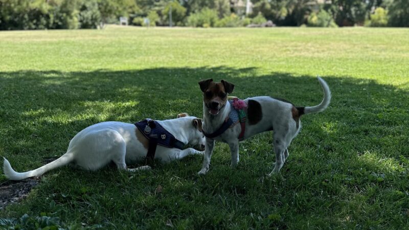 Walnut Park Unfenced Offleash Dog Area - Davis, CA