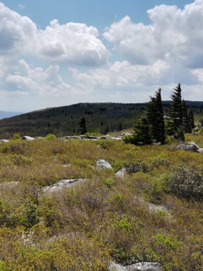Dolly Sods - Davis, WV
