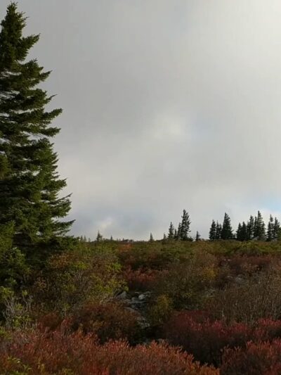Dolly Sods - Davis, WV