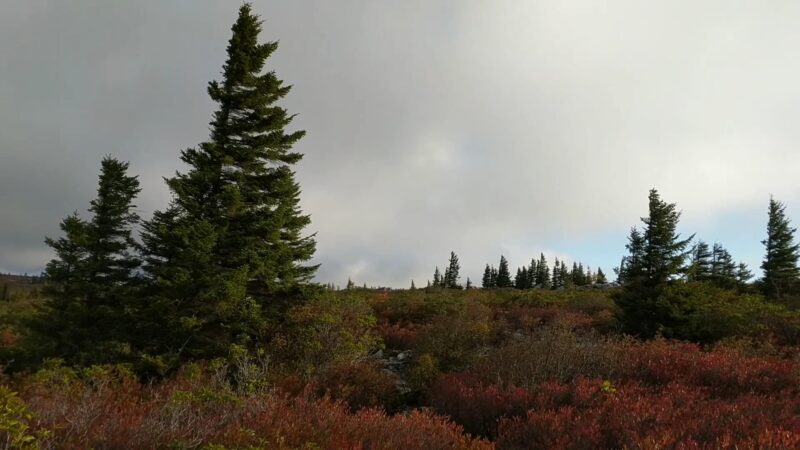 Dolly Sods - Davis, WV