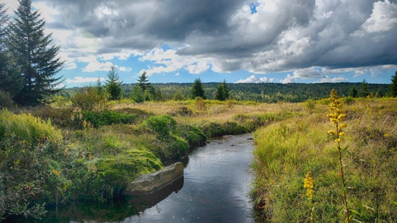 Dolly Sods Wilderness - Davis, WV