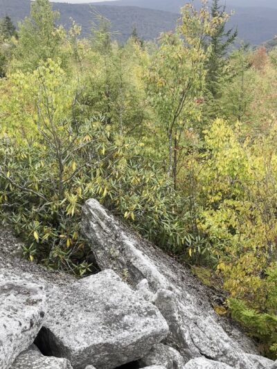 Dolly Sods Wilderness - Davis, WV