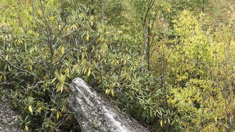 Dolly Sods Wilderness - Davis, WV