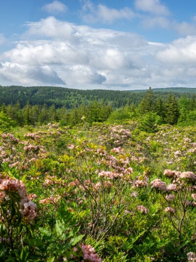 Dolly Sods Wilderness - Davis, WV