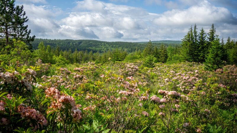 Dolly Sods Wilderness - Davis, WV