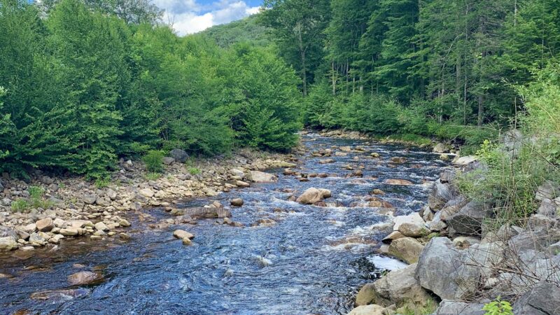 Dolly Sods Wilderness - Davis, WV