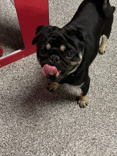 Dayton Doggie Dude Ranch - Dayton, IA