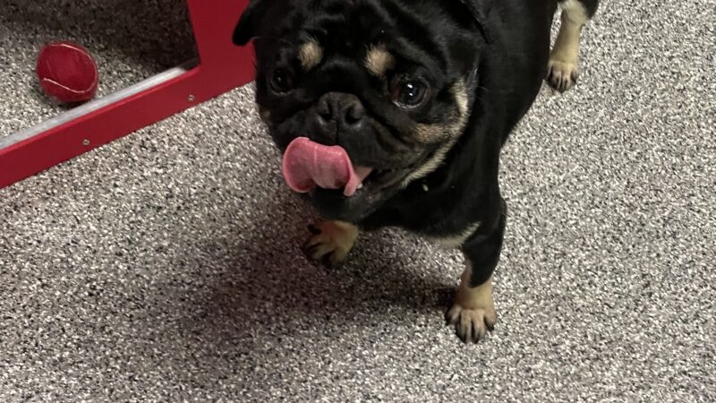 Dayton Doggie Dude Ranch - Dayton, IA