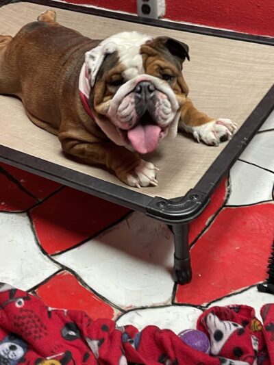 Dayton Doggie Dude Ranch - Dayton, IA