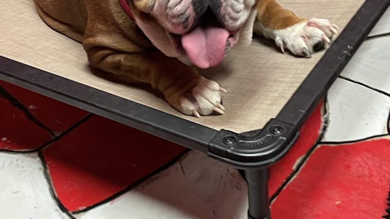 Dayton Doggie Dude Ranch - Dayton, IA