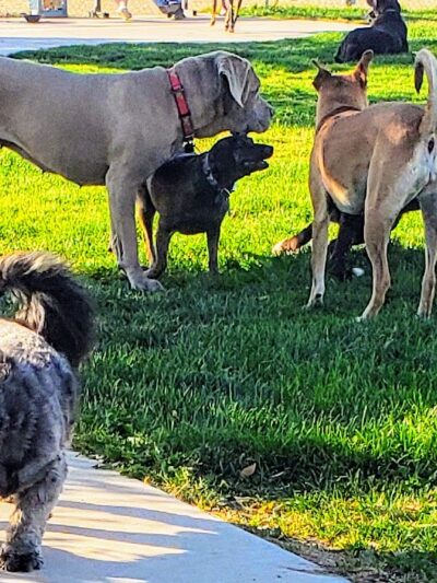 Dayton Valley Dog Park - Dayton, NV