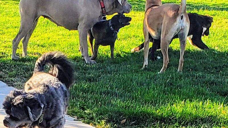 Dayton Valley Dog Park - Dayton, NV