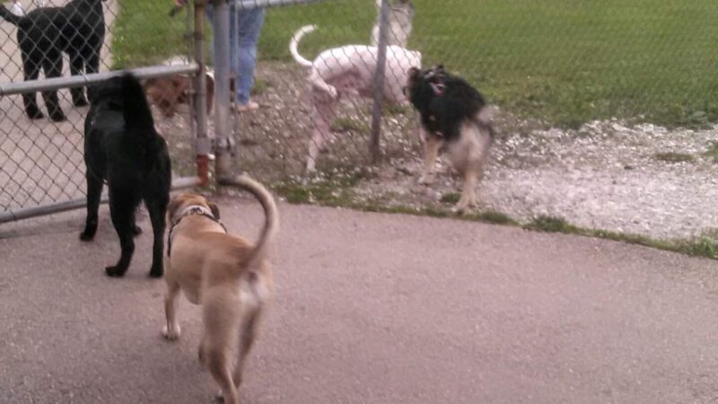 Bark Park Offleash - Dayton, OH