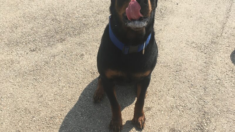 Bark Park Offleash - Dayton, OH