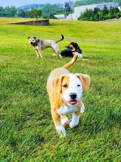 Bark Park Offleash - Dayton, OH