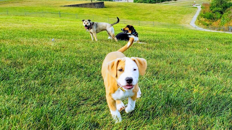 Bark Park Offleash - Dayton, OH