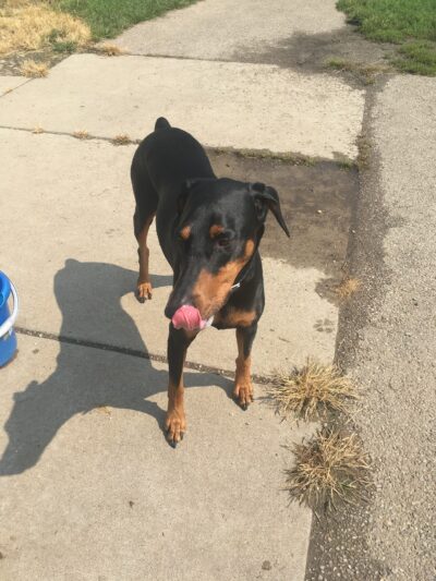 Bark Park Offleash - Dayton, OH