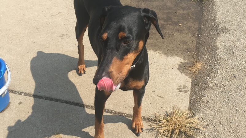 Bark Park Offleash - Dayton, OH