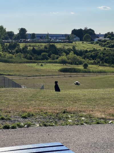 Bark Park Offleash - Dayton, OH