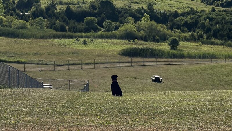 Bark Park Offleash - Dayton, OH