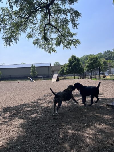 Creager Field Dog Park - Dayton, OH