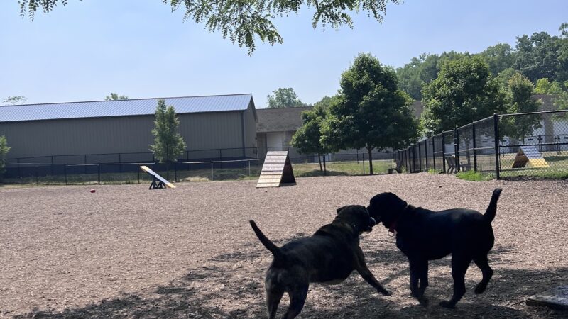 Creager Field Dog Park - Dayton, OH