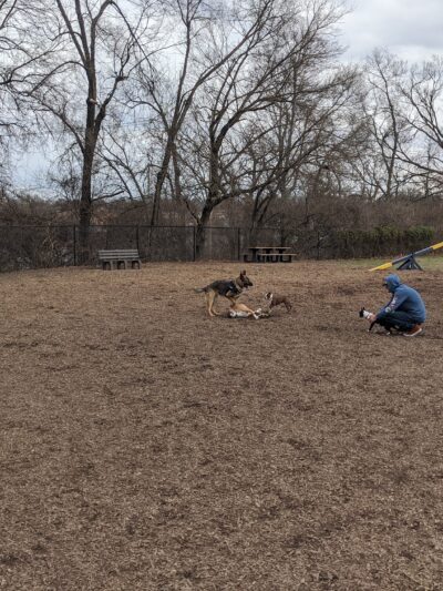 Creager Field Dog Park - Dayton, OH